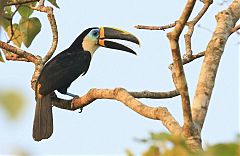 Channel-billed Toucan